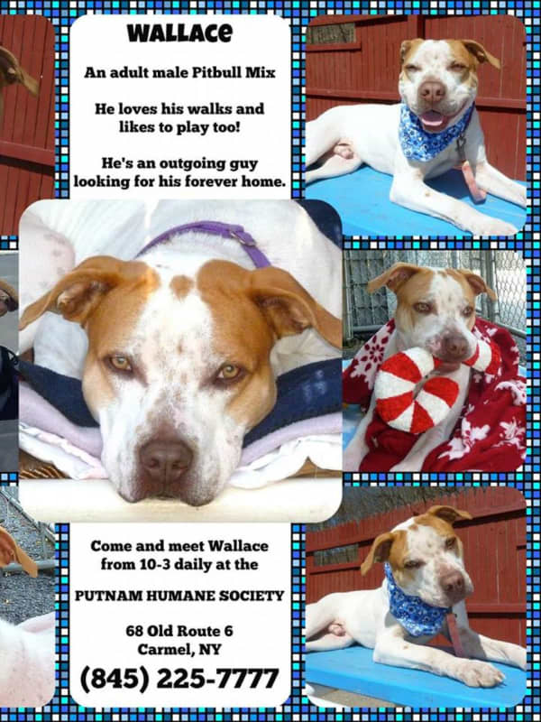 Dog Lovers Invited To Meet Wallace At Putnam Humane Society