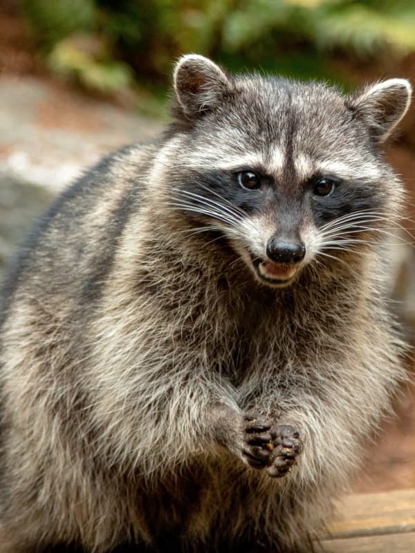 Potentially Rabid Raccoon Attacks Princeton University Student, Town Resident