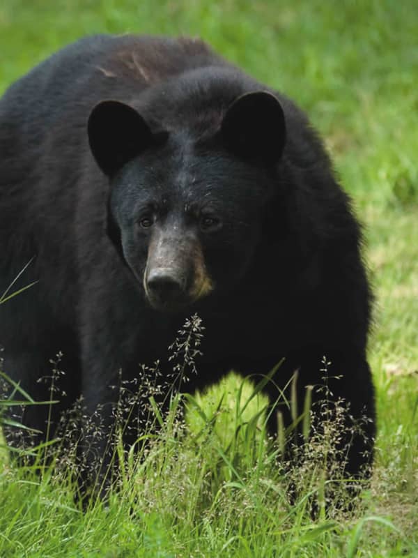 Ramapo Forest Remains Closed After Aggressive Bear Sightings