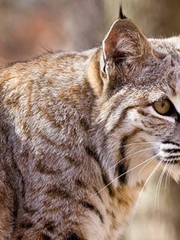Alert Issued After Bobcat Sightings Reported Near Two Schools In Fairfield County