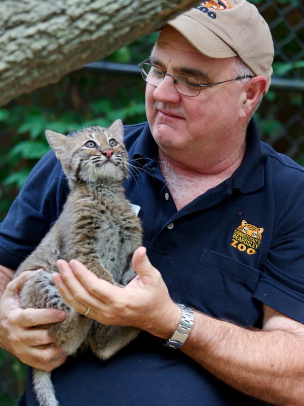 Lovable Lynx Kittens Born At Bridgeport Zoo Shuffle Off To Buffalo