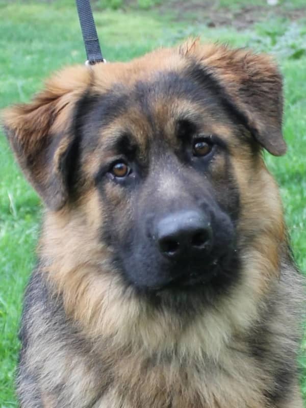 Surrendered German Shepherd Puppy Needs Home: Bergen County Shelter