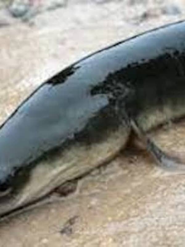 Alert Issued After Contaminated Eel Discovered On South Shore