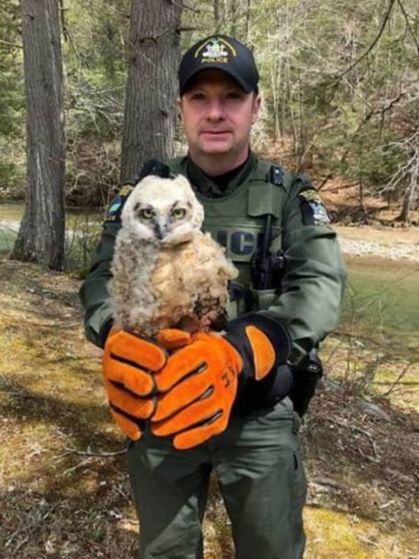 Injured Owl Fledgling Saved By Wildlife Officers In Sullivan County