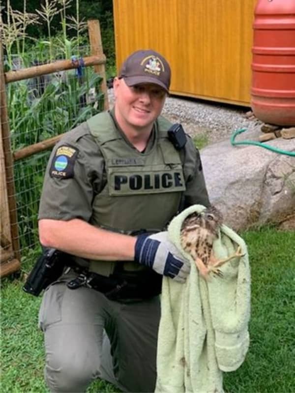 Hawk Caught In Chicken Coop Rescued In Putnam County