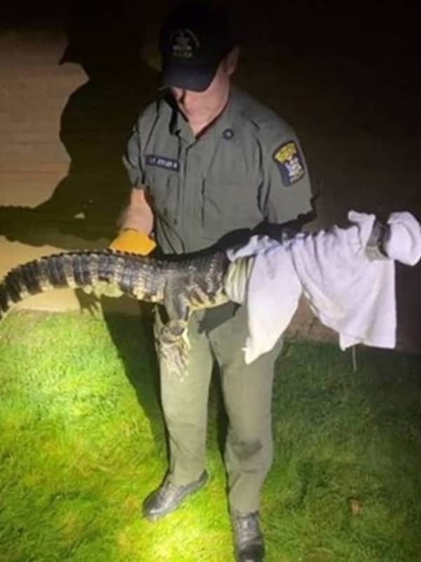 Video Shows Alligator Being Captured Near School In NY