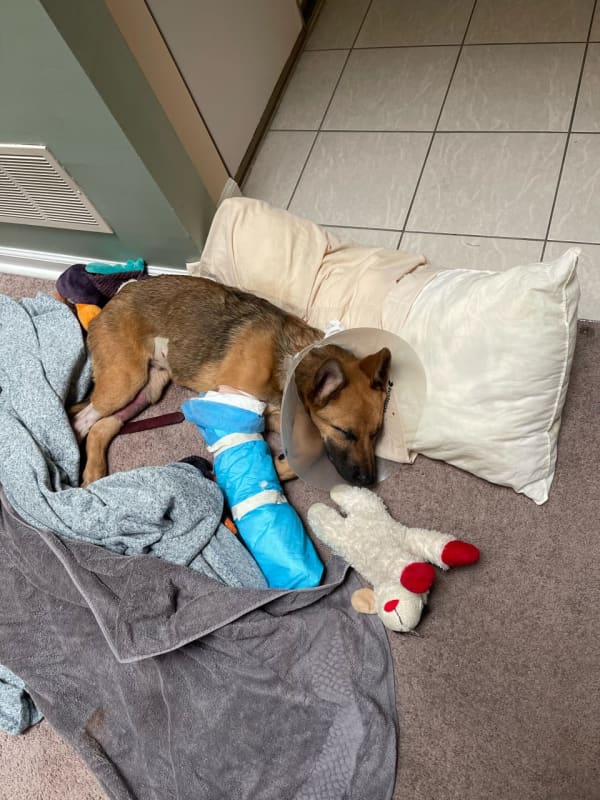 NJ Puppy, Owner's Aircraft Mechanic Roommate Recover After Brutal Attack