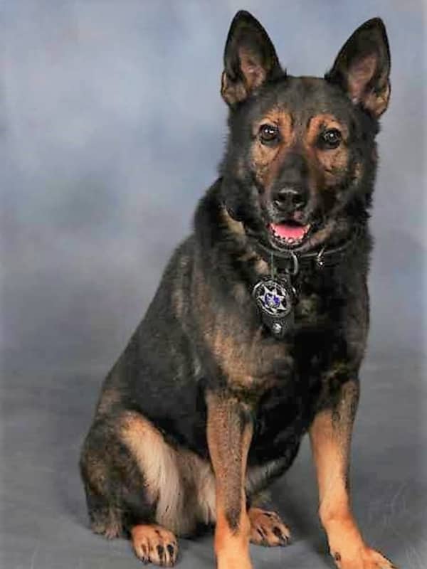 Full Spit-And-Polish Funeral Set For Passaic County Sheriff's K-9 Leo
