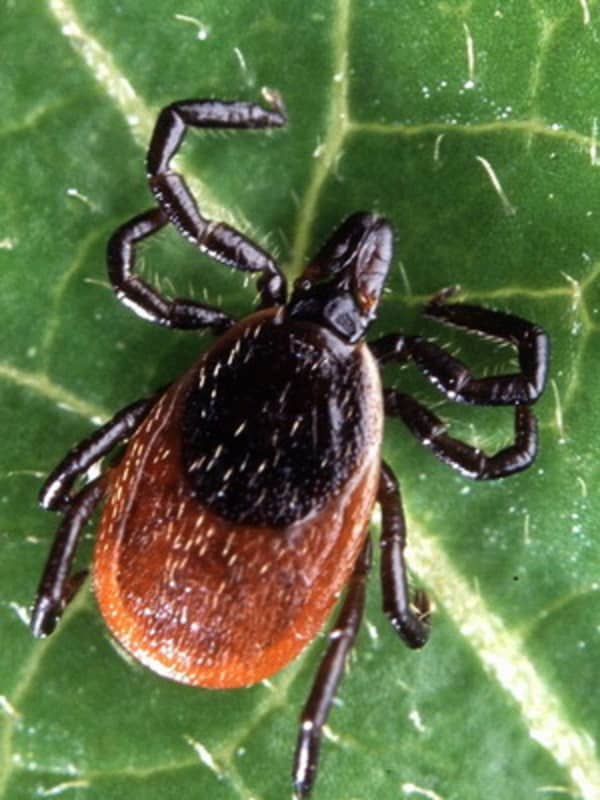 Early Signs Indicate It Could Be A Bad Year For Ticks
