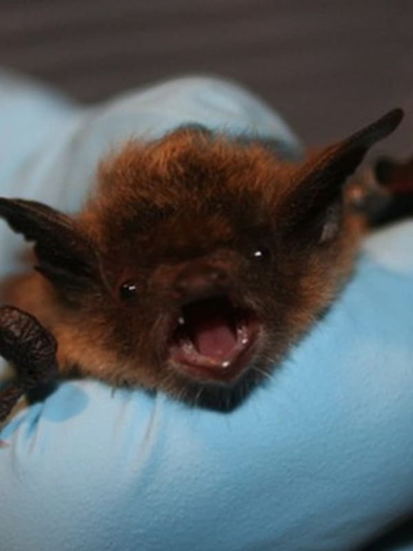 Bat Found In New Canaan Tests Positive For Rabies
