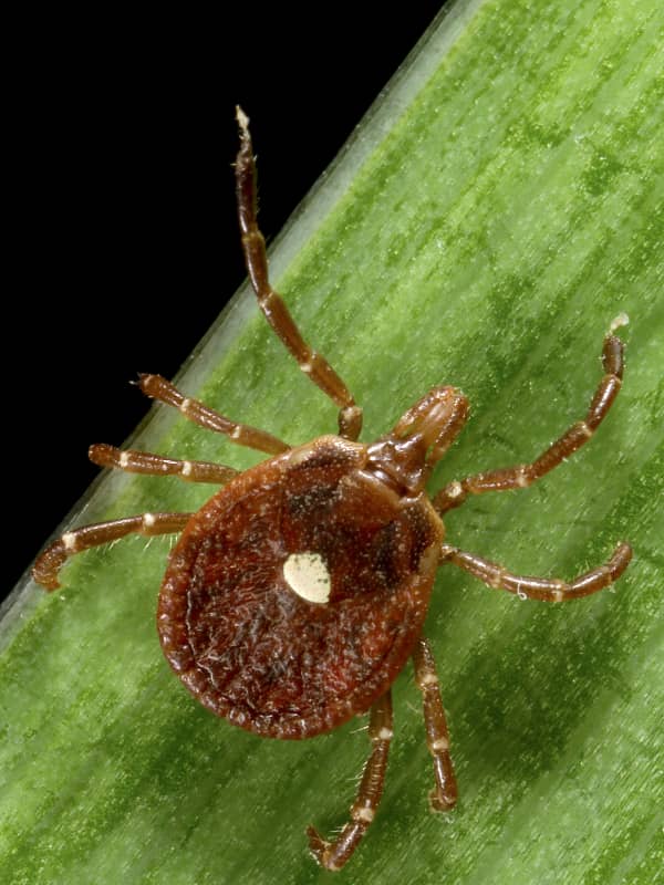 This Connecticut City Ranks No. 2 Nationally For Tick Problems