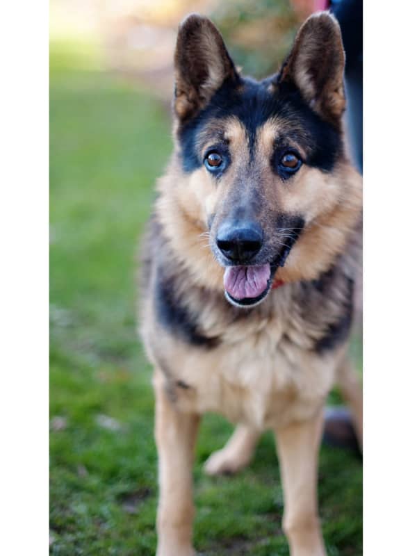 COVID-19: German Shepherd In NY, One Of First Dogs In Nation To Test Positive, Dies At Age 6