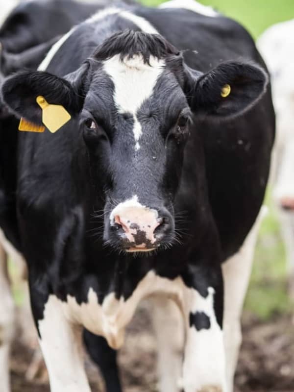 Contaminated Milk Found In Dutchess
