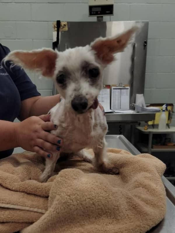 SPCA Charges Suffolk County Woman With Animal Cruelty For Mistreating Dog