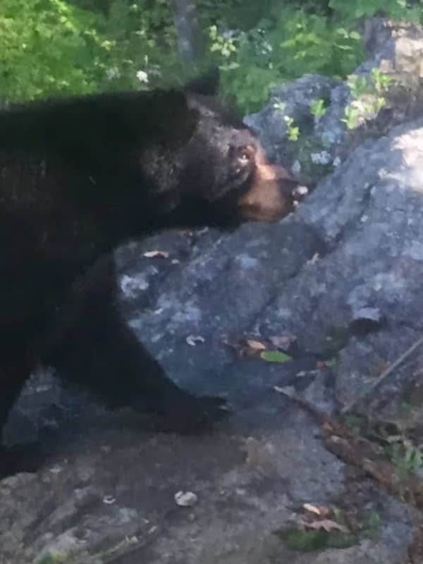 Bear Spotted In Peekskill, Day After Garrison Sighting
