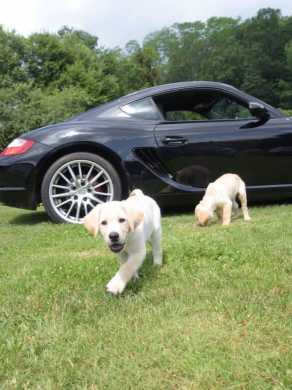 Puppies & Porsches Come Together In Danbury To Support Seeing Eye Dogs