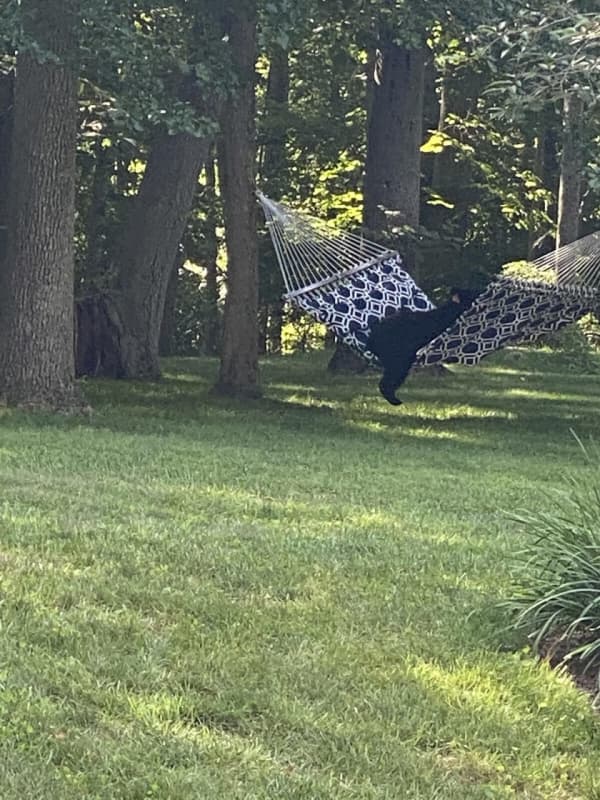 New Sighting Of 'Bear 211' Reported In CT