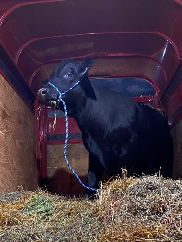 No Bull: Barney Captured After Months On The Run On Long Island