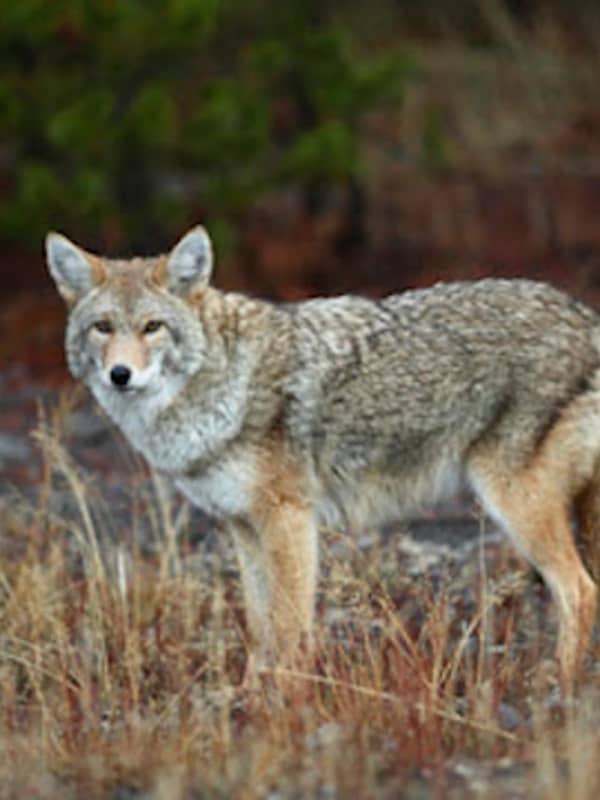 Coyote Attacks People, Kills Dog In Hastings
