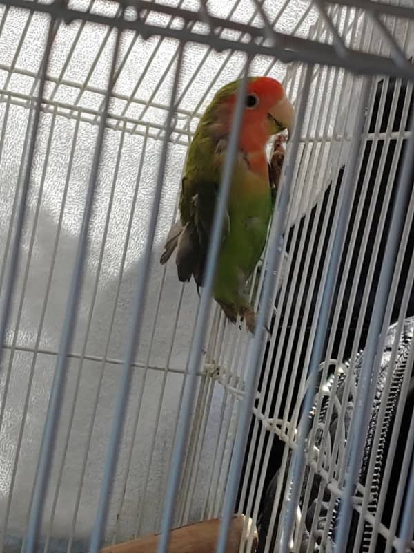 Parrots Left Abandoned On Long Island By Man In SUV Found 'Screaming In Distress'