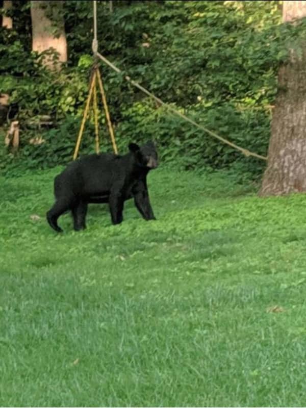 Bear Spotted In Danbury Backyard Taking An Evening Stroll