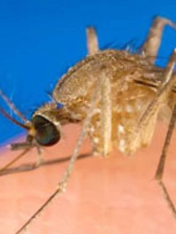 Mosquitoes With Encephalitis Found In State