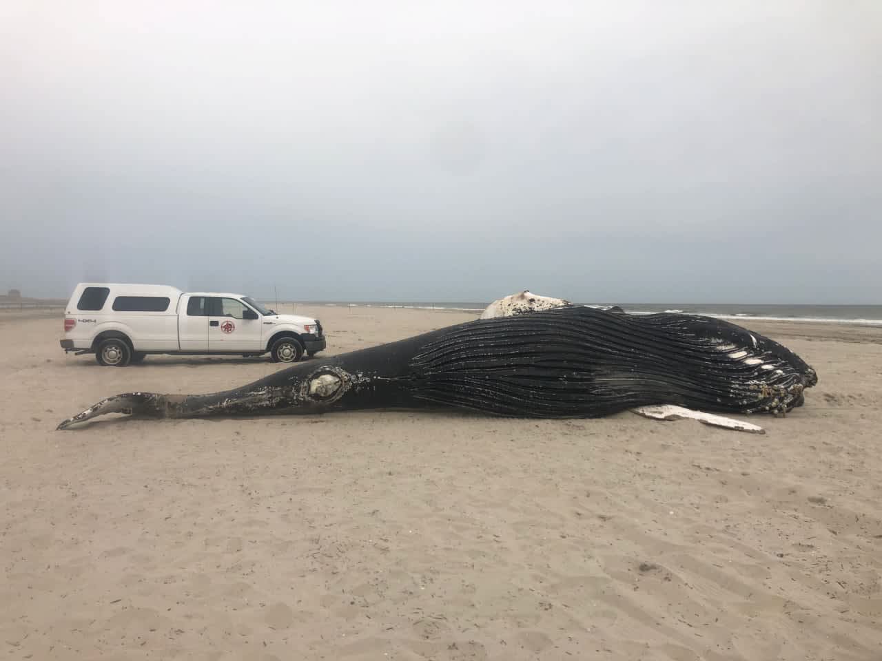 The necropsy of a whale that died at sea is under way Friday on a Brigantine beach.