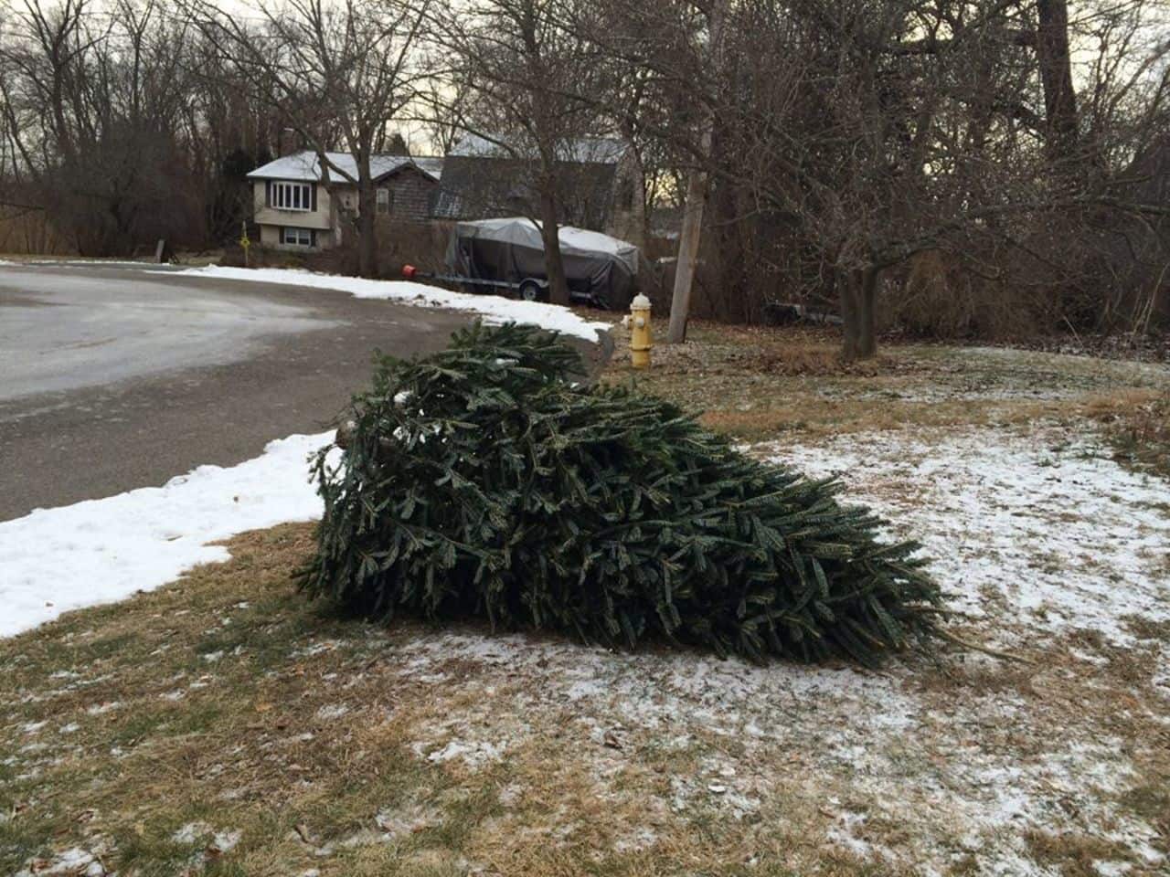Shelton Public Works will begin picking up Christmas trees next week on residents' regular garbage pick-up day.