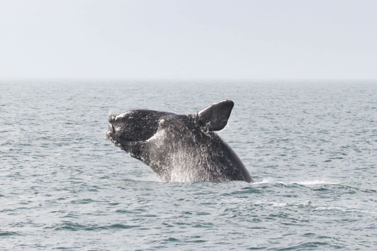 North Atlantic right Less than 400 North Atlantic right whale exist -- with less than 100 breeding females, NOAA Fisheries said.