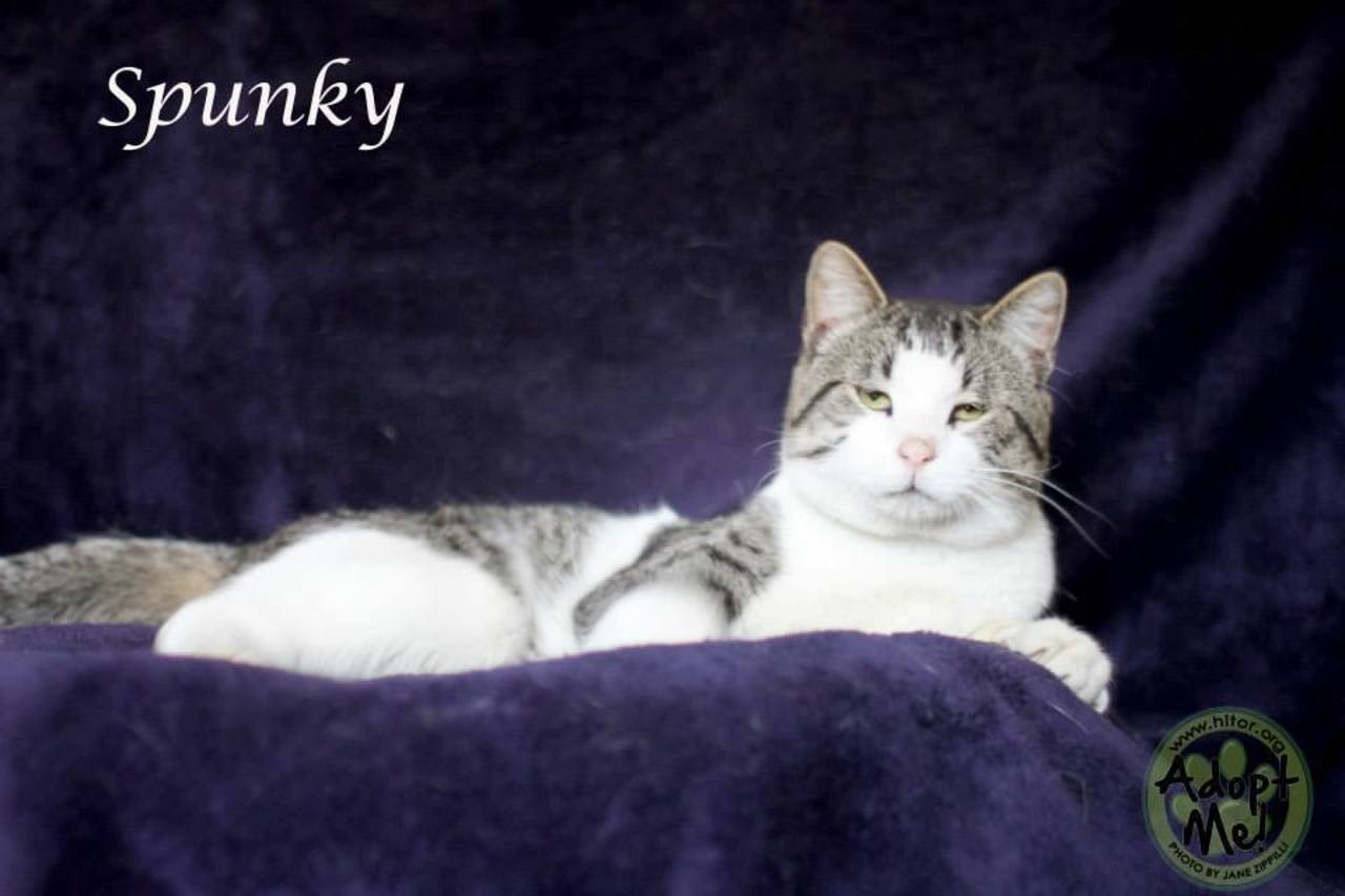 Spunky is the Hi Tor Animal Shelter's Pet of the Week.
