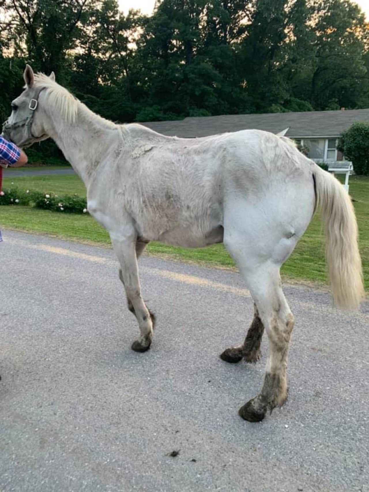 State Police in Carlisle rescued more than 400 animals in “deplorable” conditions over the weekend, leading to felony aggravated animal cruelty charges for a Cumberland County man.