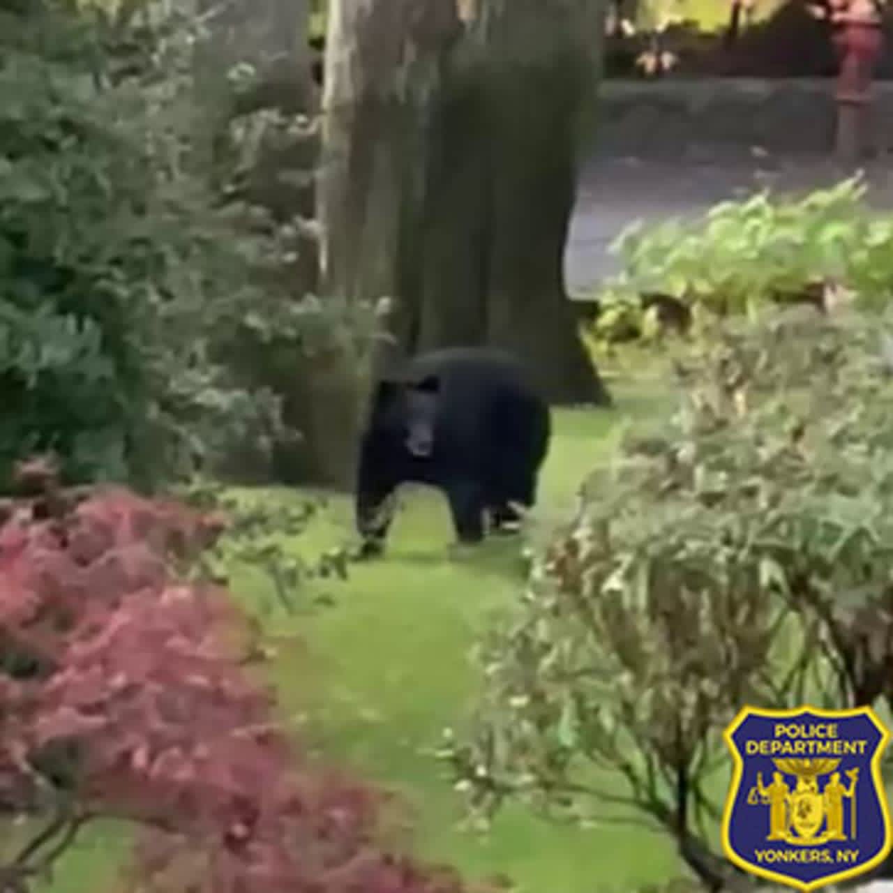 This black bear was sighted in Yonkers in the area of Essex Place at Rockledge Road, police said.