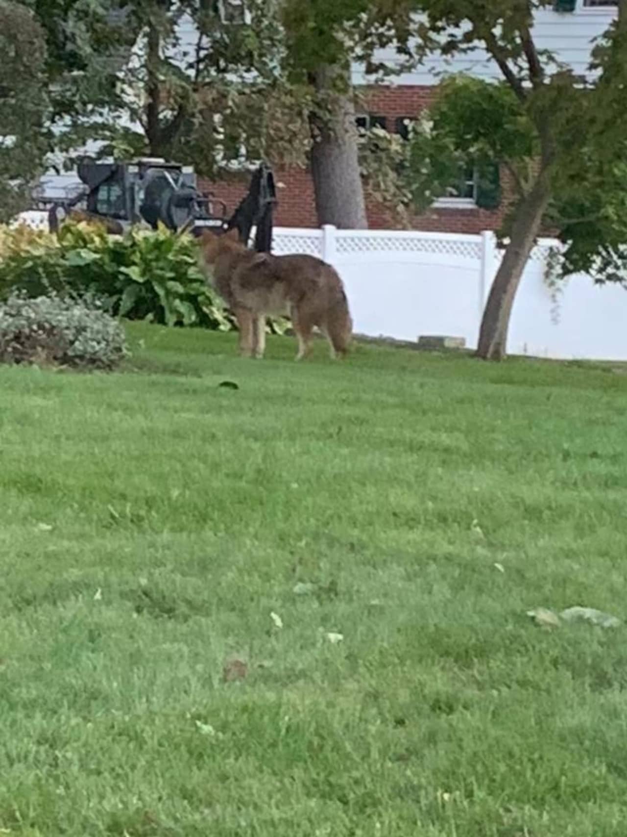 This coyote was spotted in the backyard of a New Rochelle home.