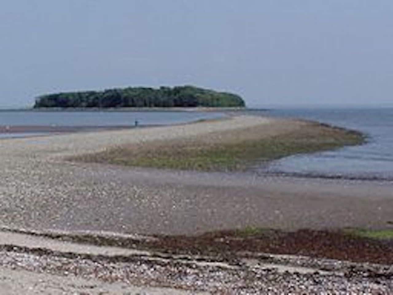 Bones found along the shoreline at Silver Sands State Park have been determined to be animal bones.