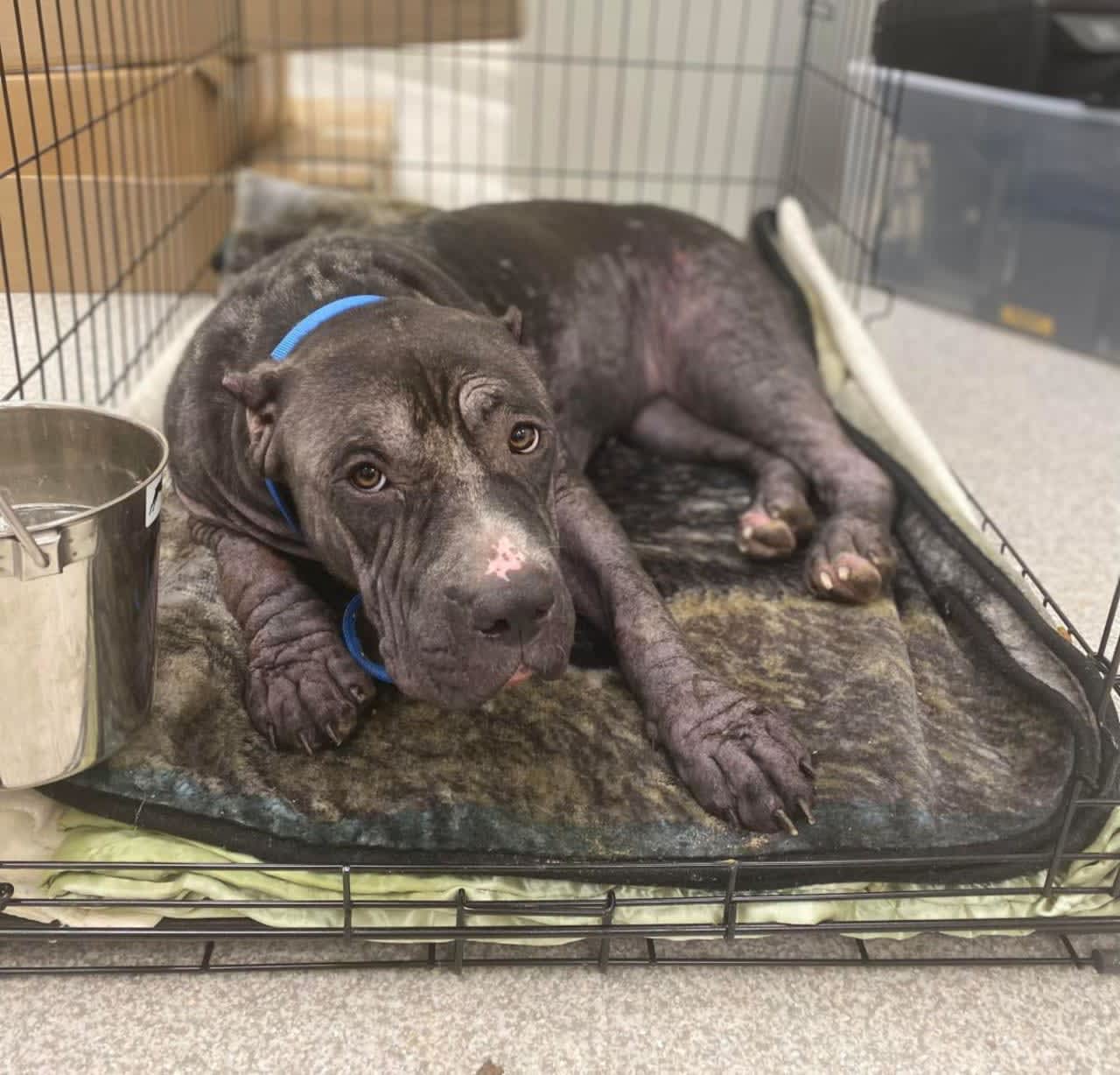 Car-Struck Pup Left For Dead Gets Much-Needed TLC From Baltimore Rescuers |  Baltimore Daily Voice