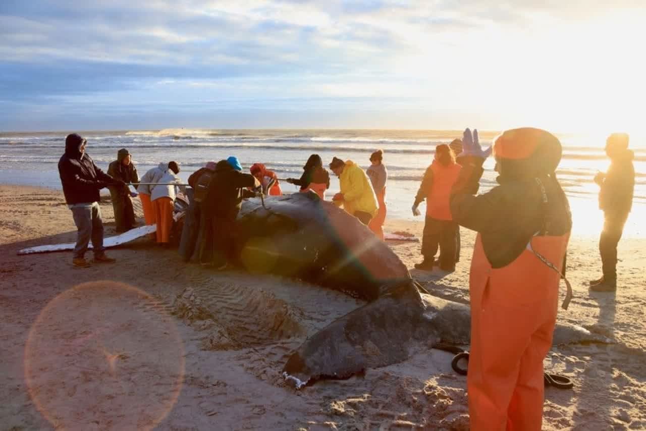 Whale who washed up in Brigantine Jan. 12.