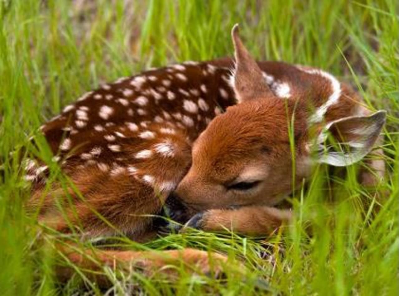 Local and state police have issued an advisory about baby deer in Ridgefield.