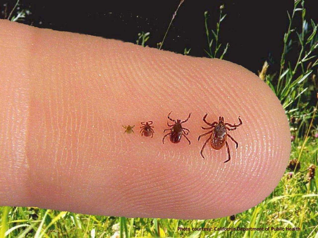 The smallest tick, which looks like a black dot, is a seed tick.