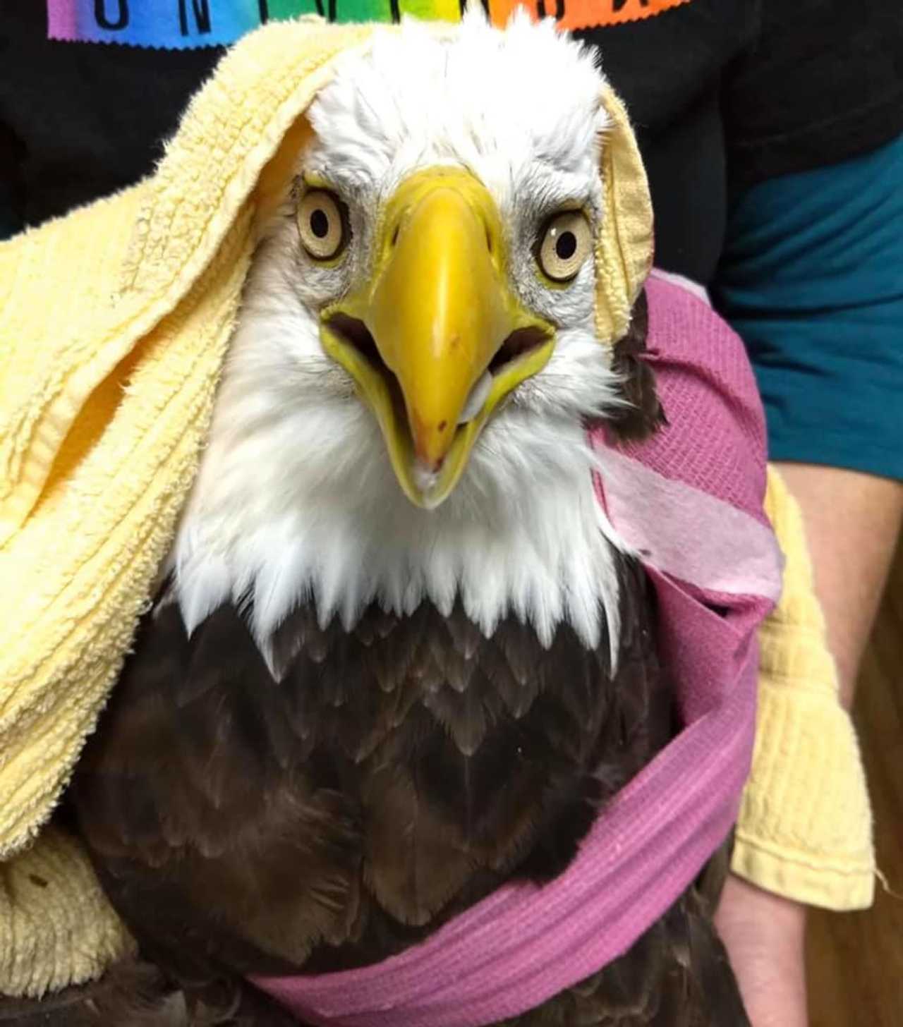 The bald eagle hit by a vehicle has died.