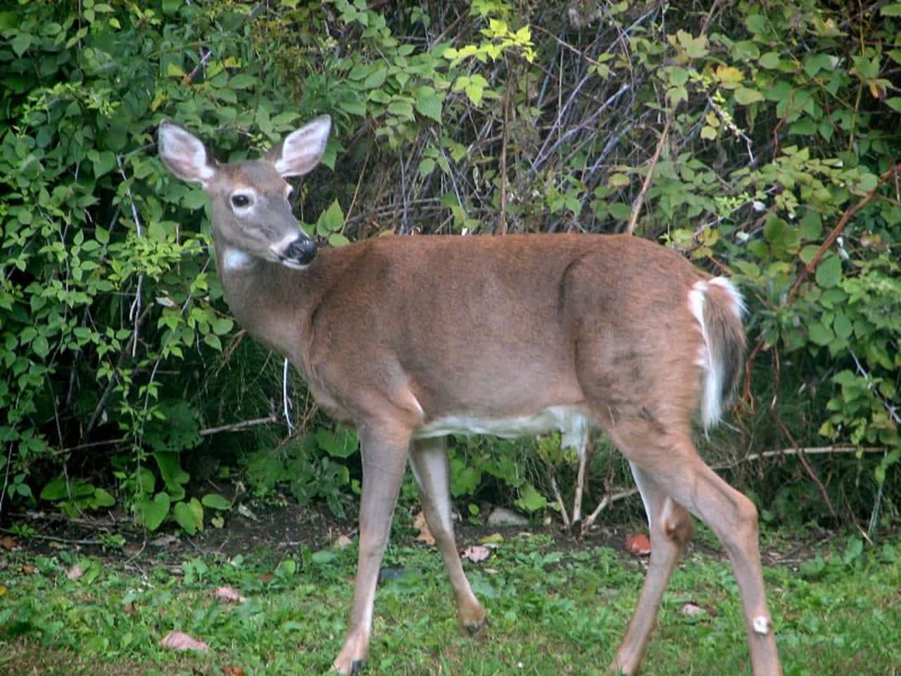 An Ulster County resident was issued multiple tickets for allegedly killing a deer using bait and out of season.