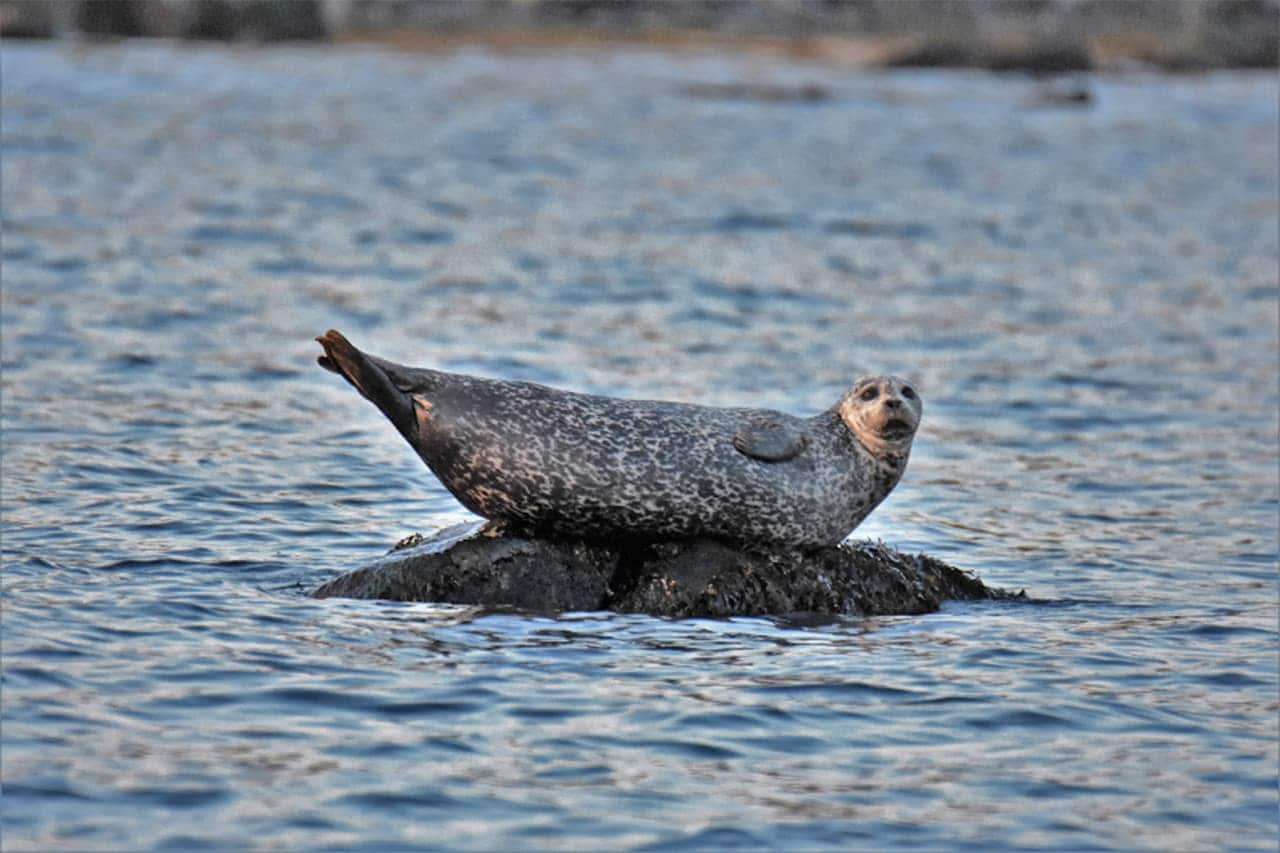 A harbor seal rests on a rock off Greenwich in Long Island Sound. Venture out to seek some of these seals that visit the Sound each winter during The Maritime Aquarium at Norwalk’s Seal-Spotting &amp; Birding Cruises, which begin Dec. 10 and 11