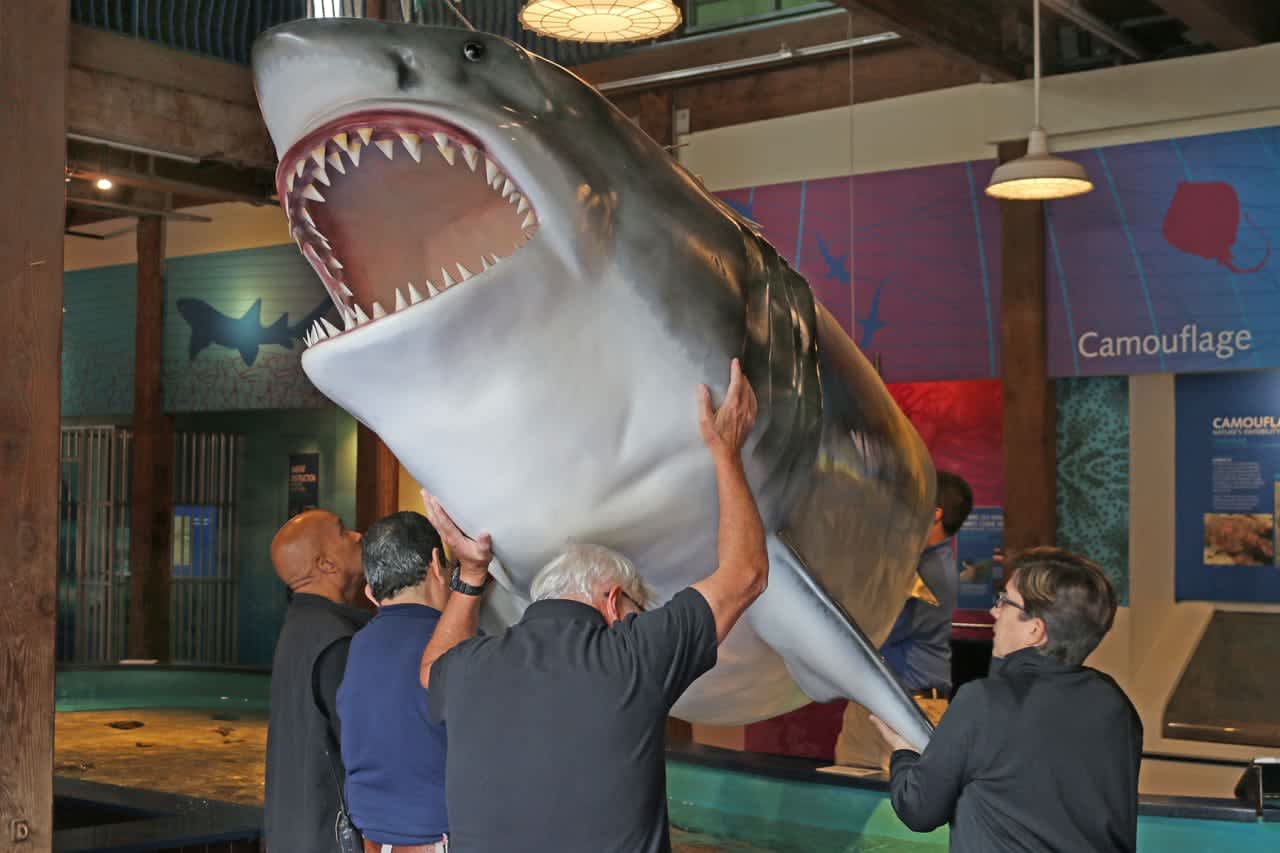 A Fiberglas model of a great white shark is being moved out of the Maritime Aquarium at Norwalk.
