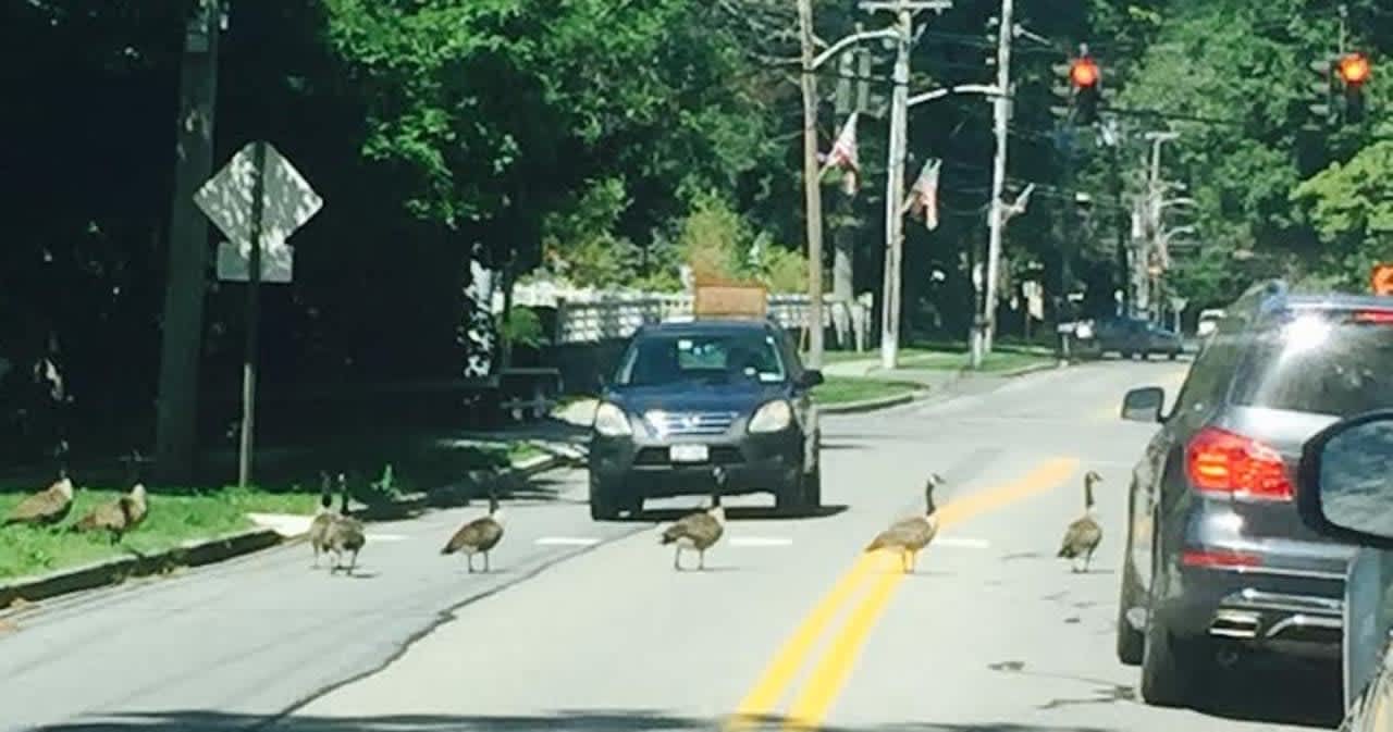 Canada geese stroll across Bedford Road in Armonk while drivers patiently wait for the parade to pass.