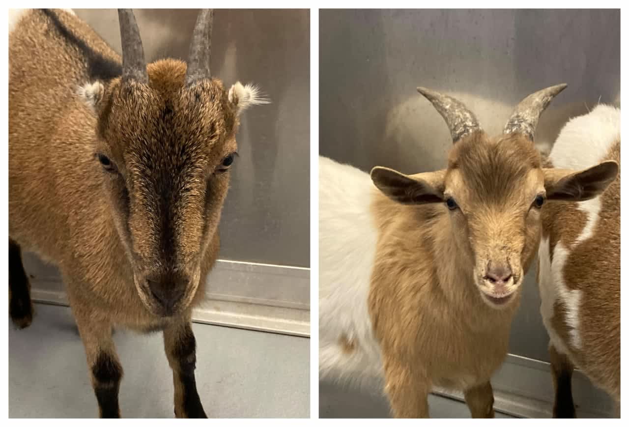 Missing a pair of goats? The Hudson Valley Humane Society is looking for their owners.
