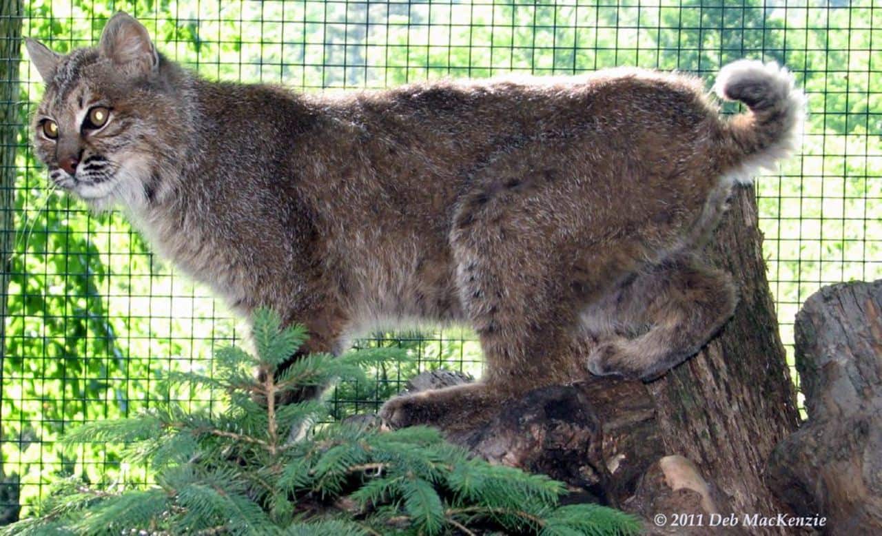 A large dark colored bobcat was possibly spotted in Yorktown