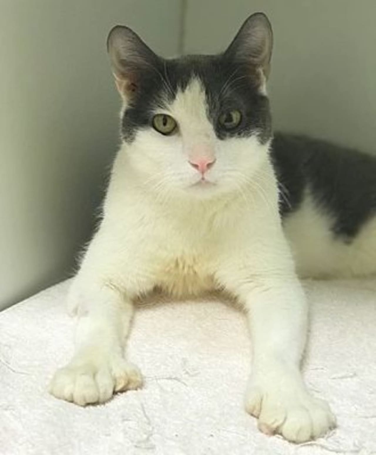 Check out those big feet! Sadly someone had Constantinople's front paws declawed. Is this the cat you're looking for?