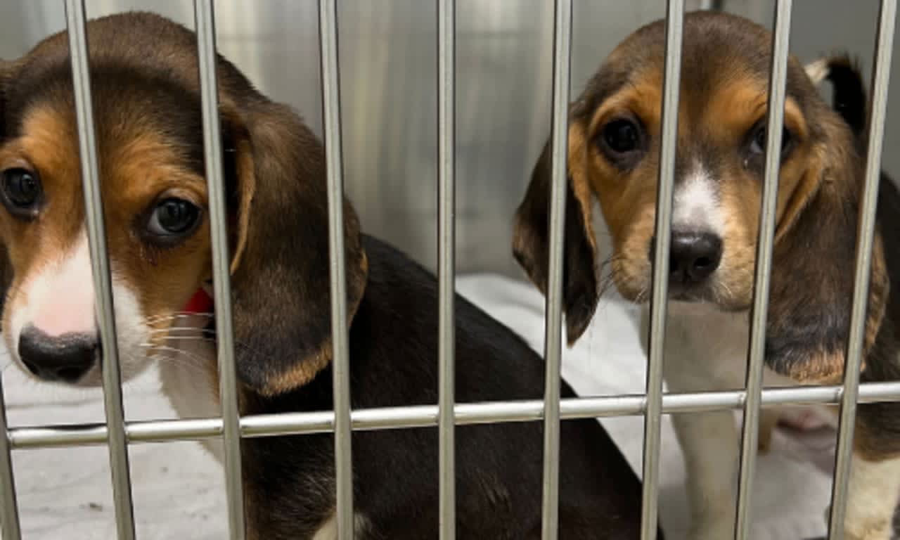 MSPCA, Northeast Animal Shelter Rescue 76 Beagles From Out-Of-State  Breeding Facility | Essex Daily Voice