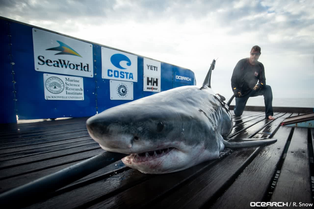 Miss May, a 10-foot 2-inch great white shark was tracked off the coast of Atlantic City Tuesday morning, Ocearch reports.