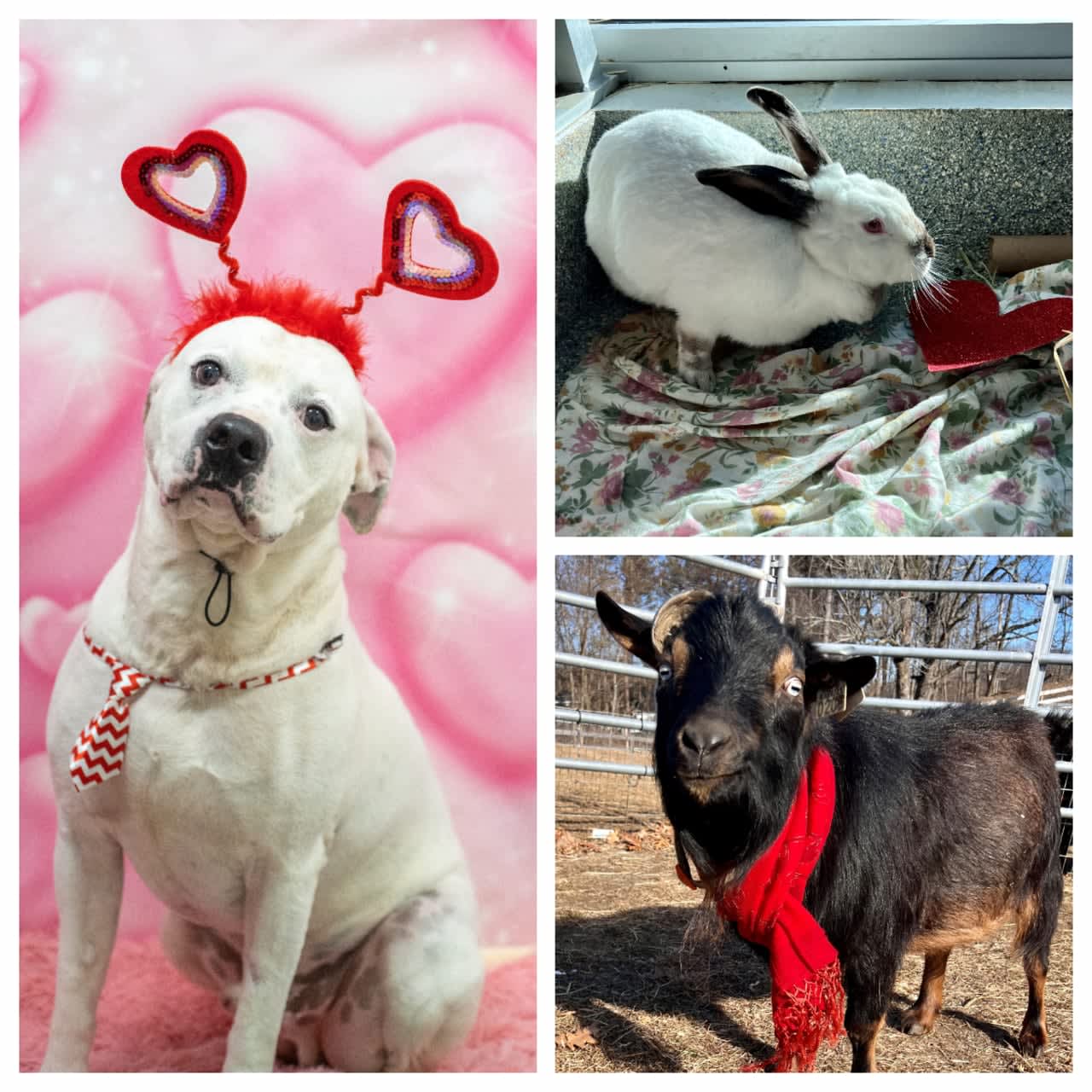 No Valentine's Date? These Massachusetts Animals Are Looking For Love |  Suffolk Daily Voice