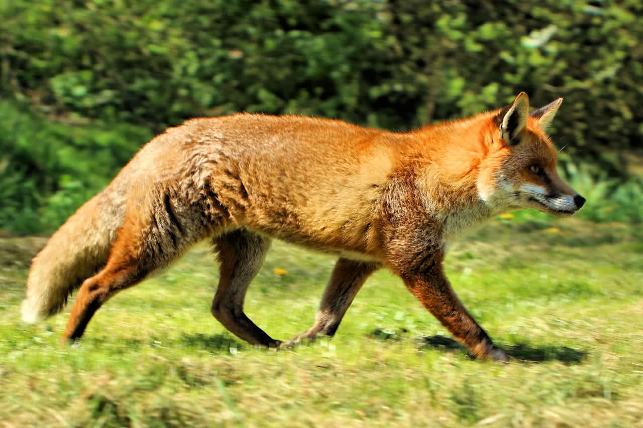 A red fox. A fox bit multiple people in Glen Ridge last week.